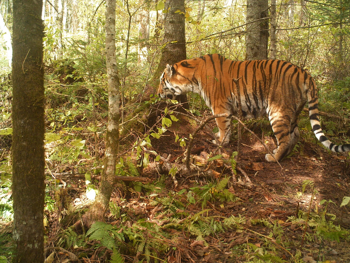 Тигр Обор 2.JPG