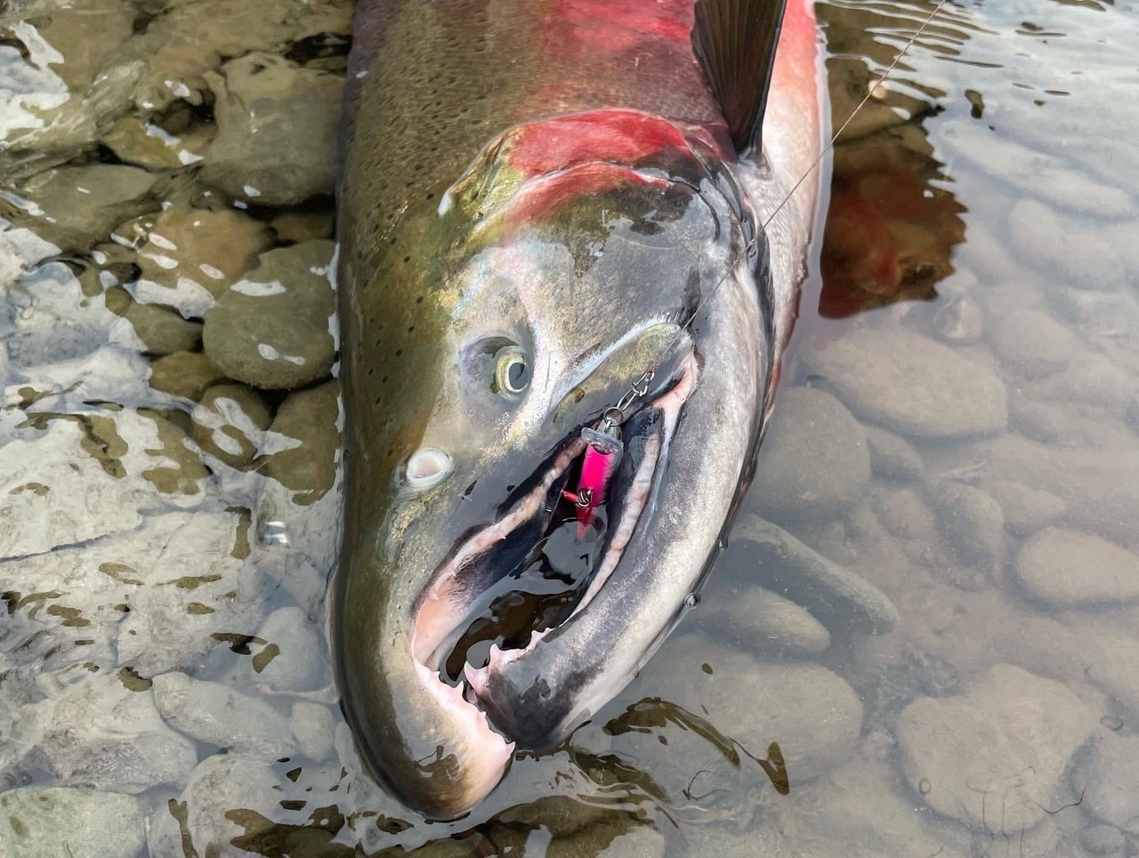 Toxj37kx0r4.jpg
