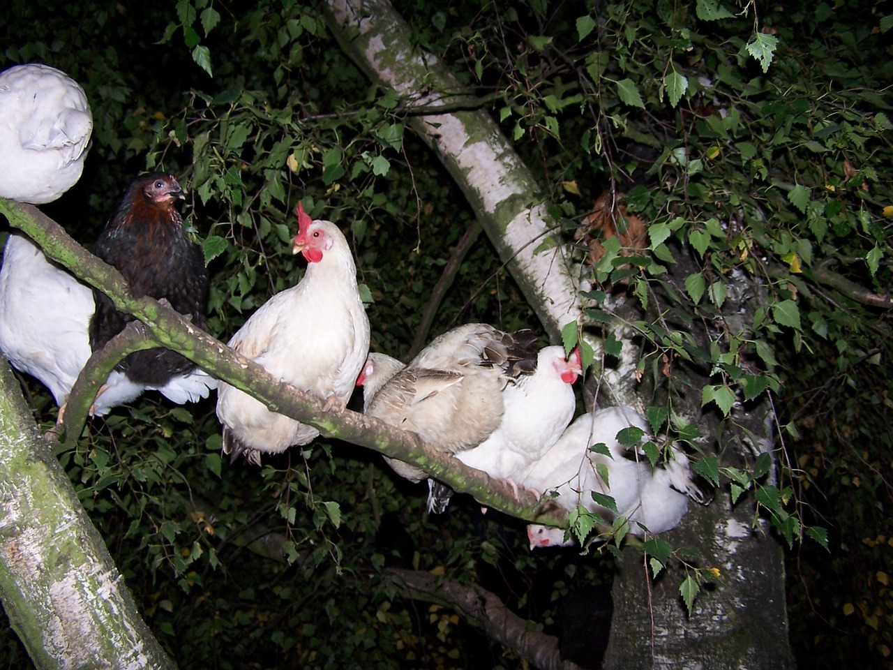 tree-chicken-645816_1280.jpg