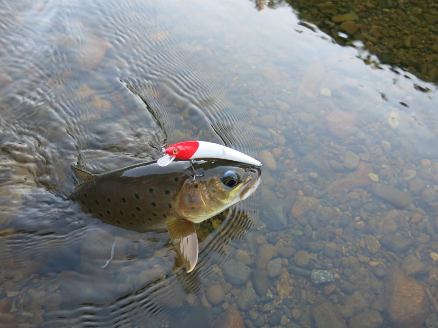 TS Joint minnow  и ленок IMG_1195.JPG