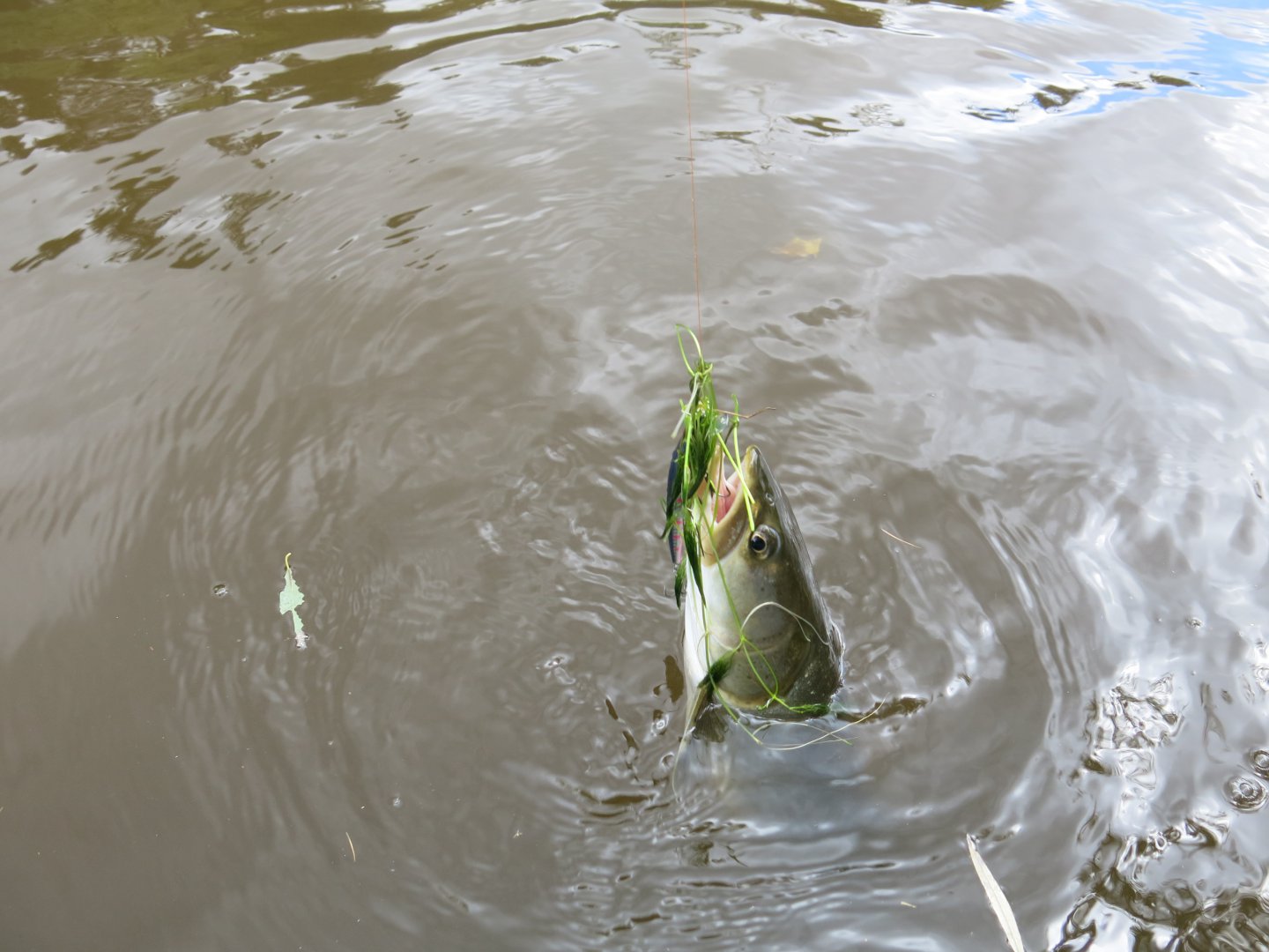 TS Joint minnow и таймешка IMG_1292.JPG