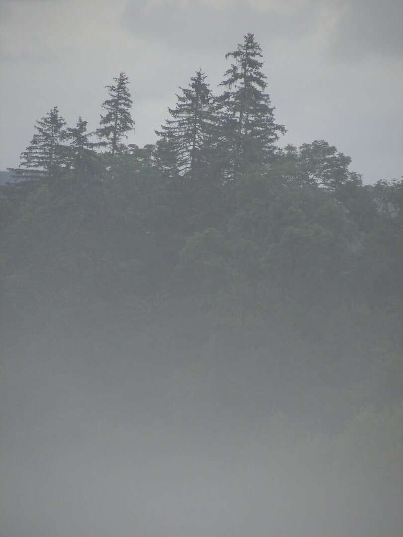 туман  2,бля.jpg