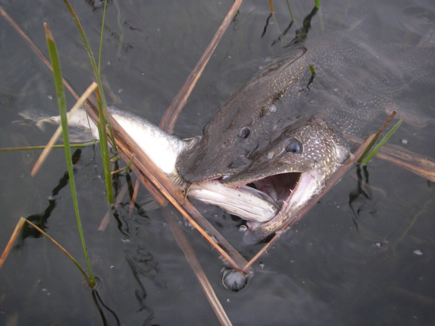 Two Pike Attack a Third (Photo by Jay Zimmerman).jpg