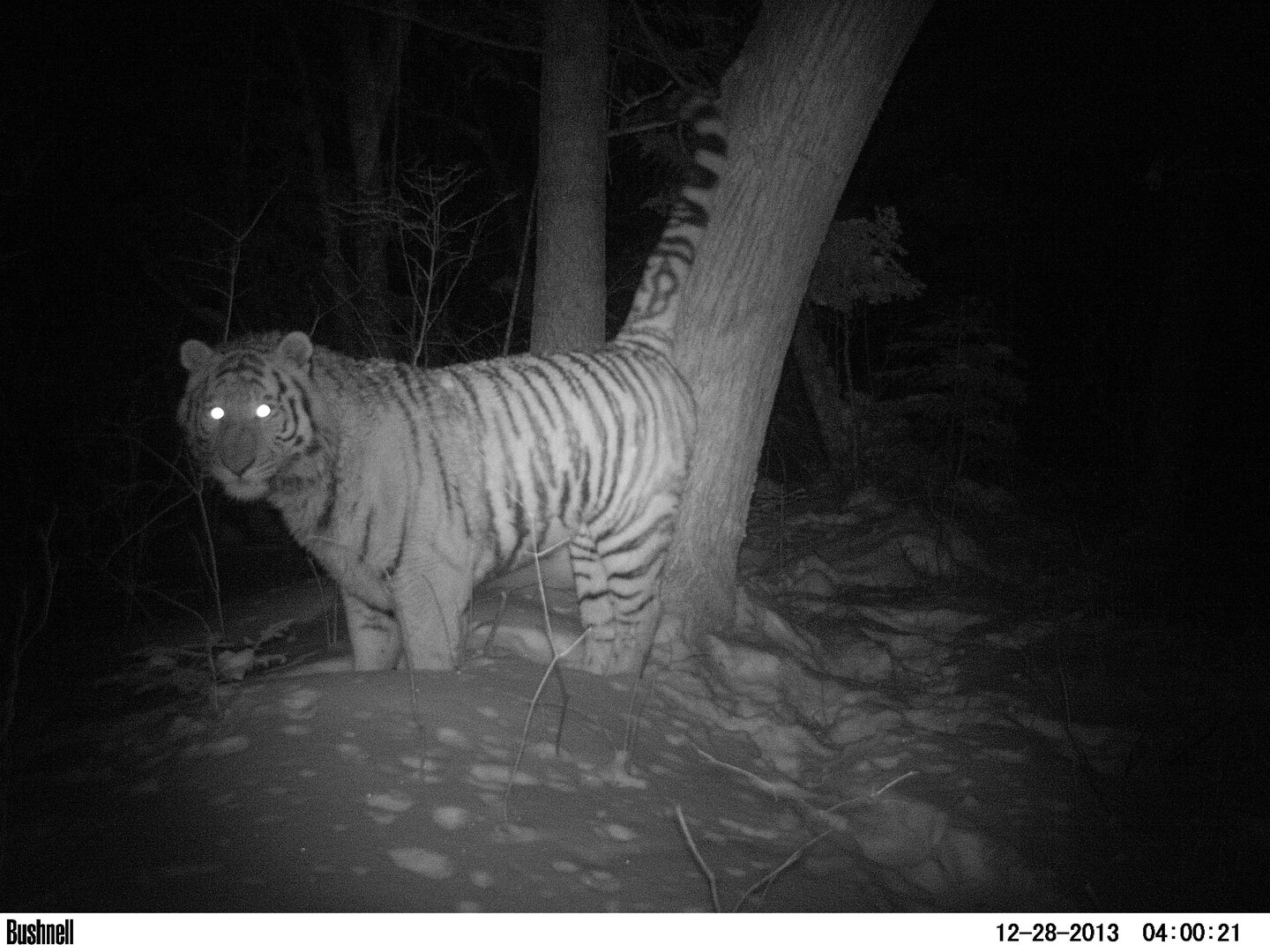 Умный тигр с очками на хвосте.JPG