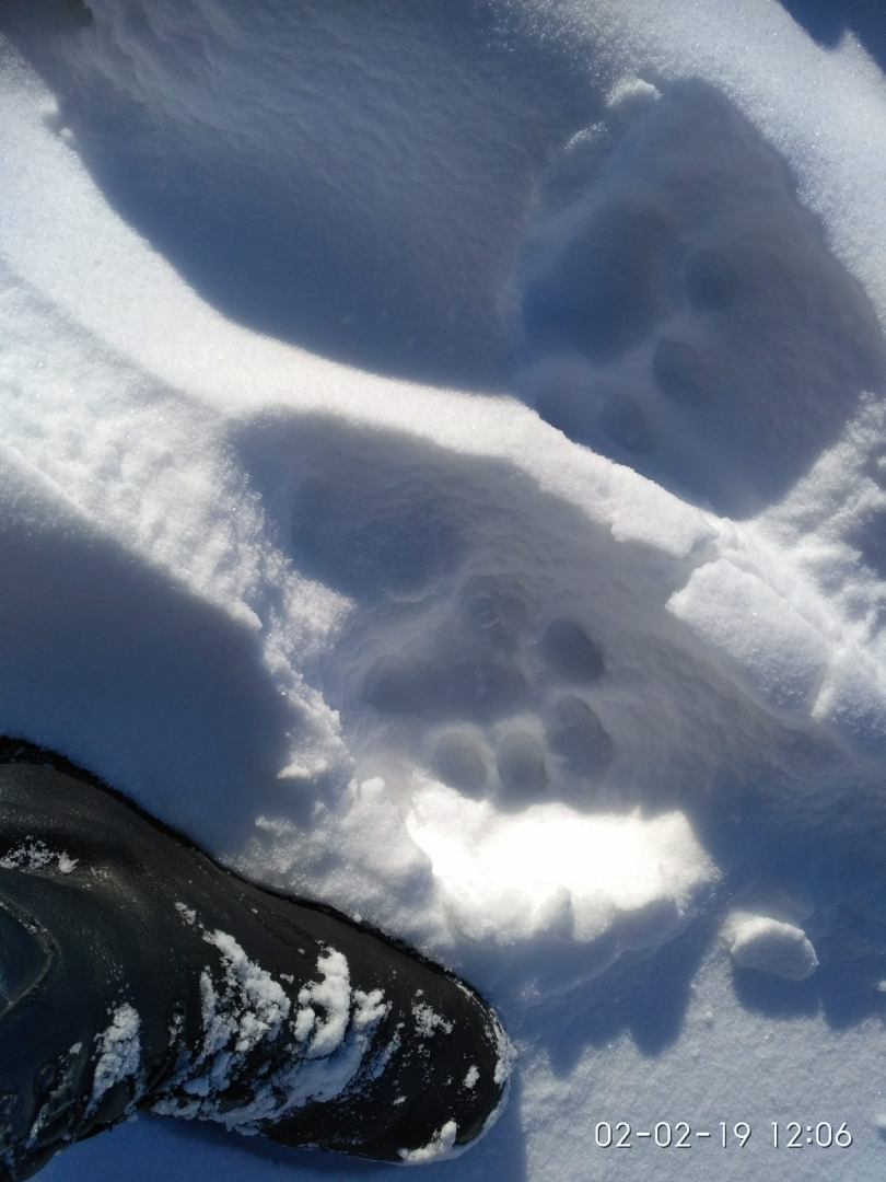 upload_2019-2-8_16-28-20.png