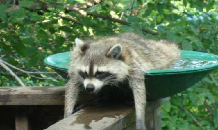 upload_2019-6-28_20-6-52.png