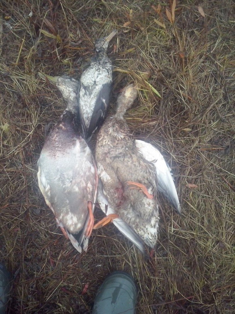 утряна 10.10.2015.jpg