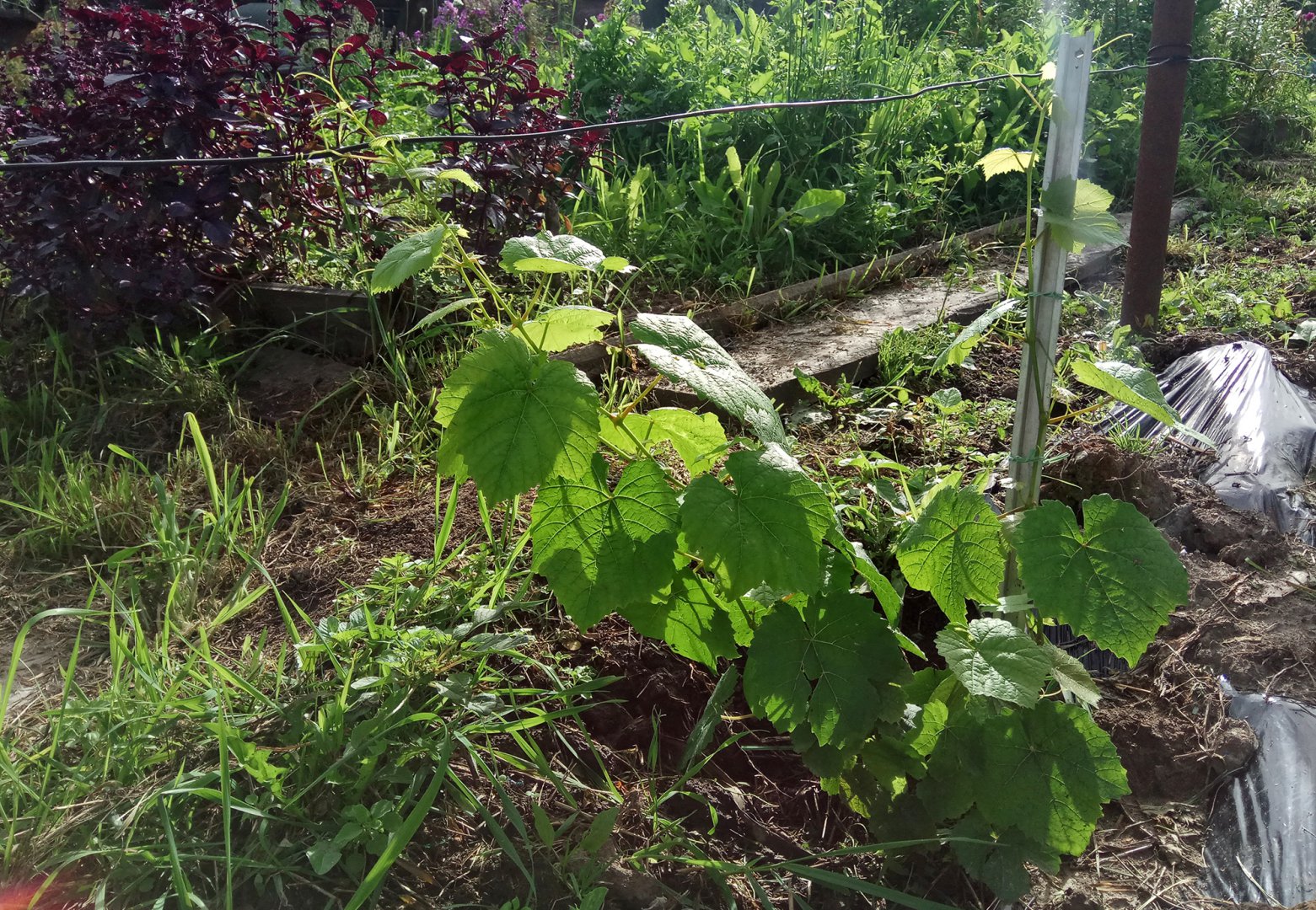 в-49 (Васьковского 49).jpg