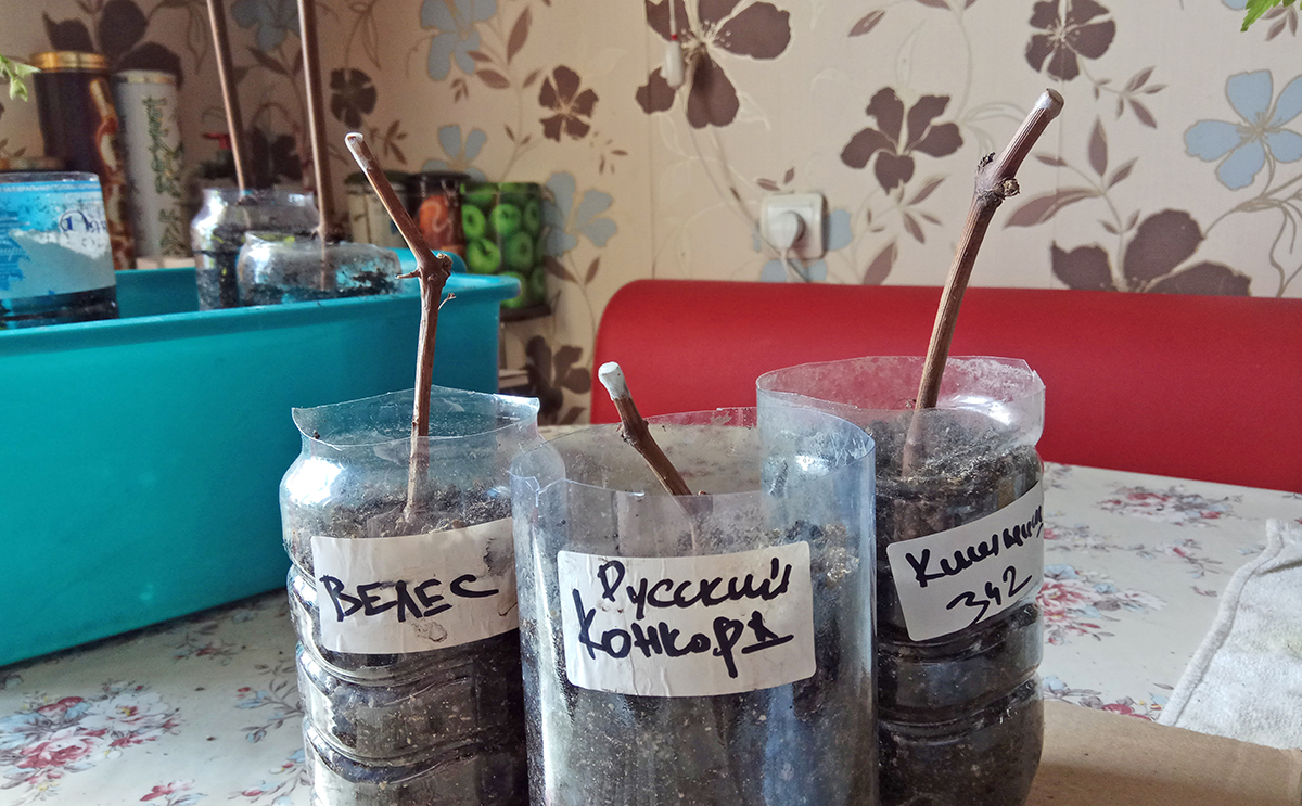 в-не растут_1200.jpg