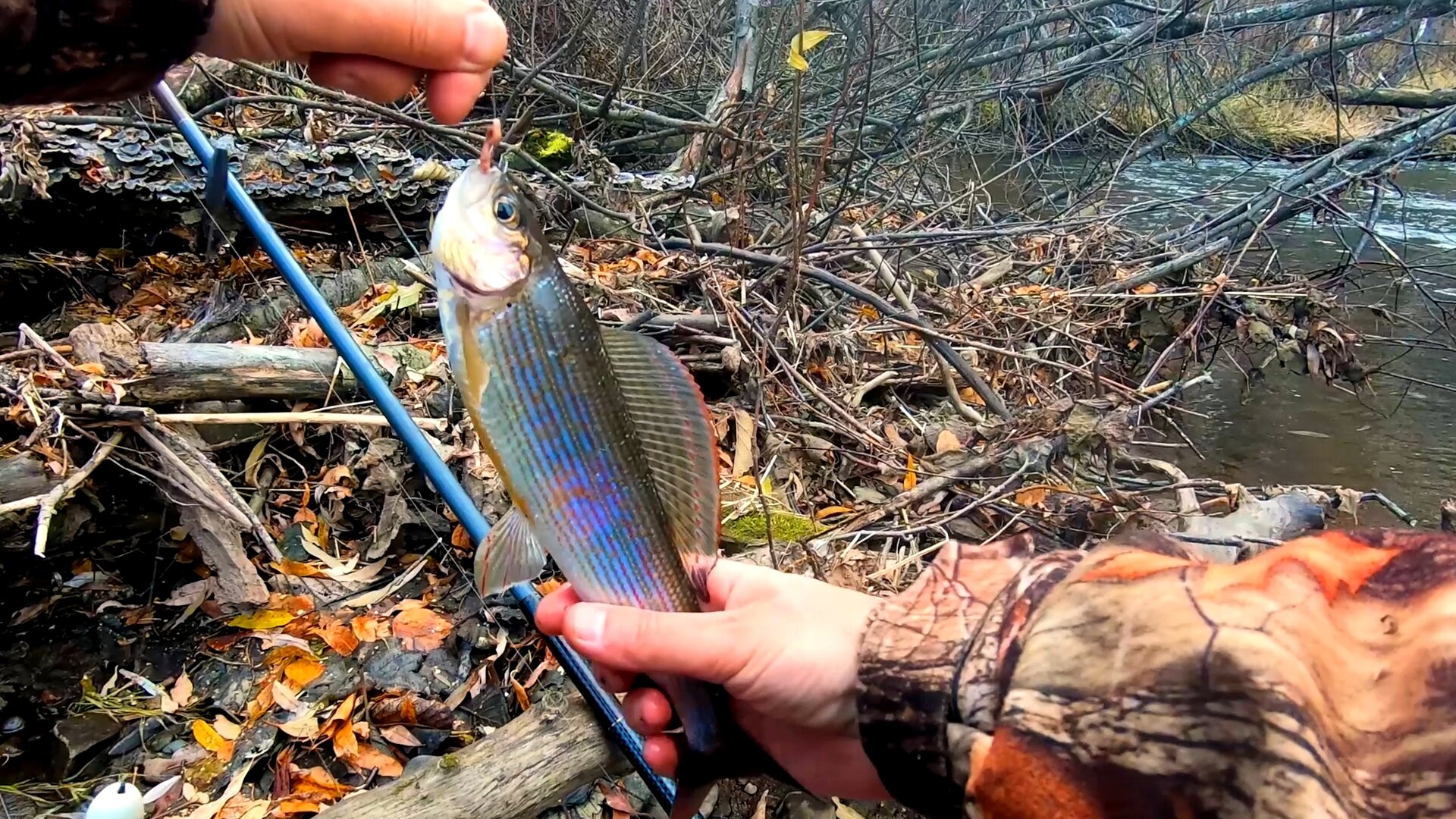 Вайда_ 09_10_2022 На тампон клюет!-0-06-43-279.jpg