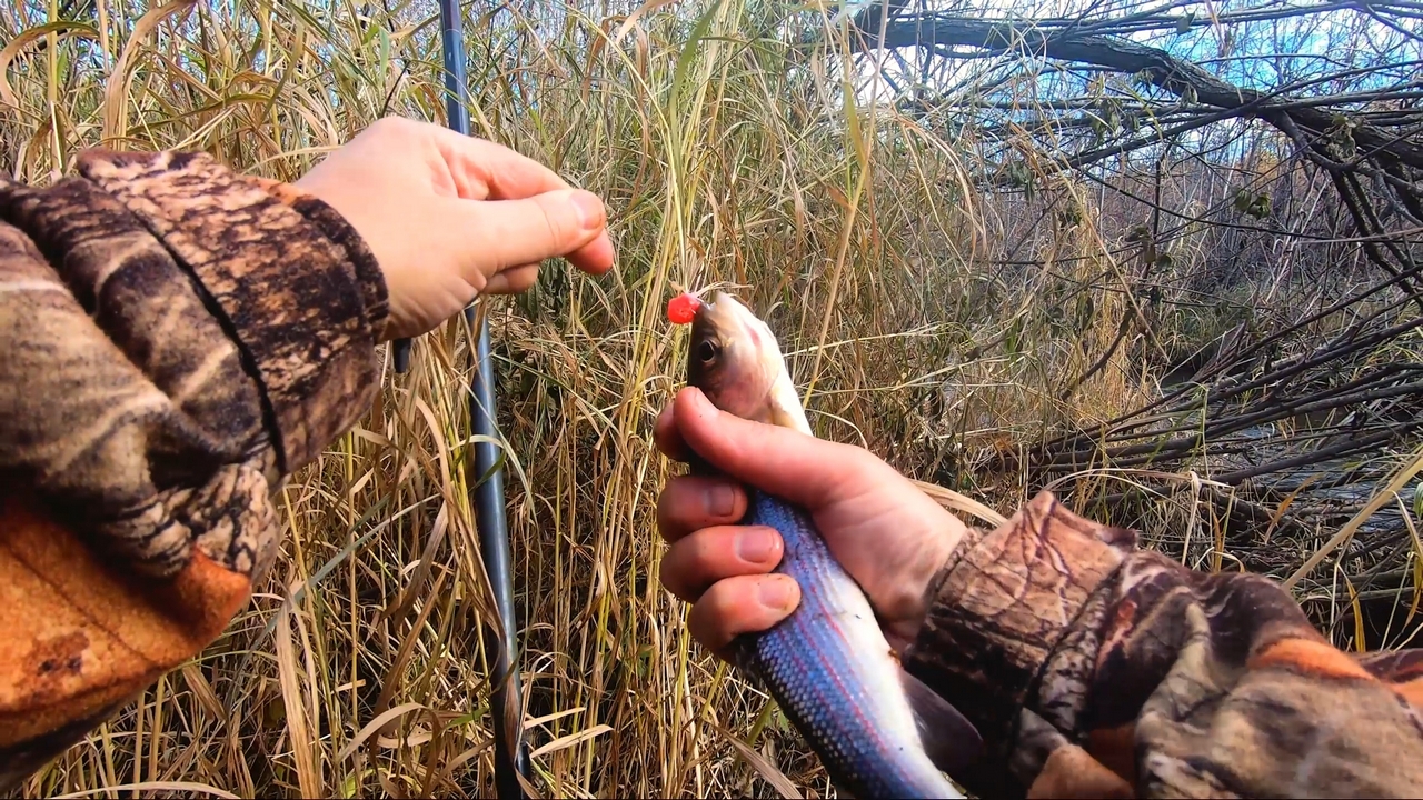 Вайда_ 09_10_2022 На тампон клюет!-0-10-36-960.jpg