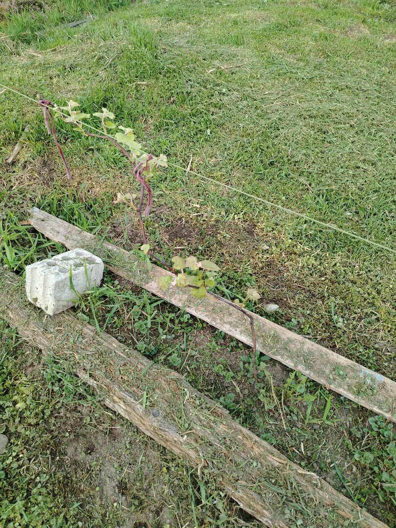 Васьковский 5.jpg