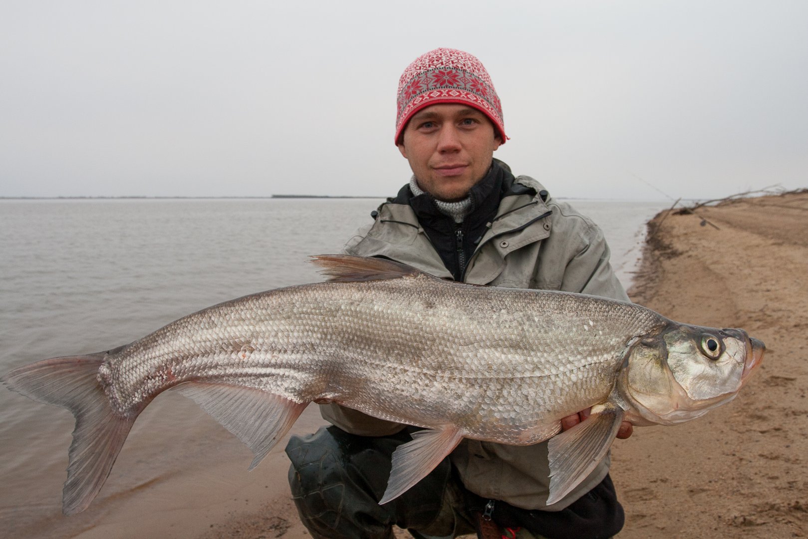Верхогляд рыба фото и описание Верхогляд рыба фото и описание