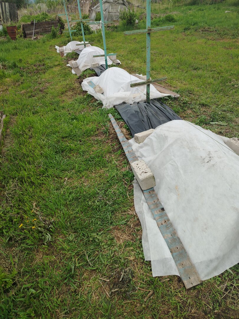 Виноград накрытый 28.05.26.jpg
