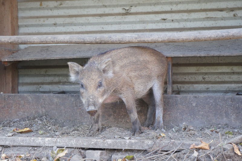 вольер 049.jpg