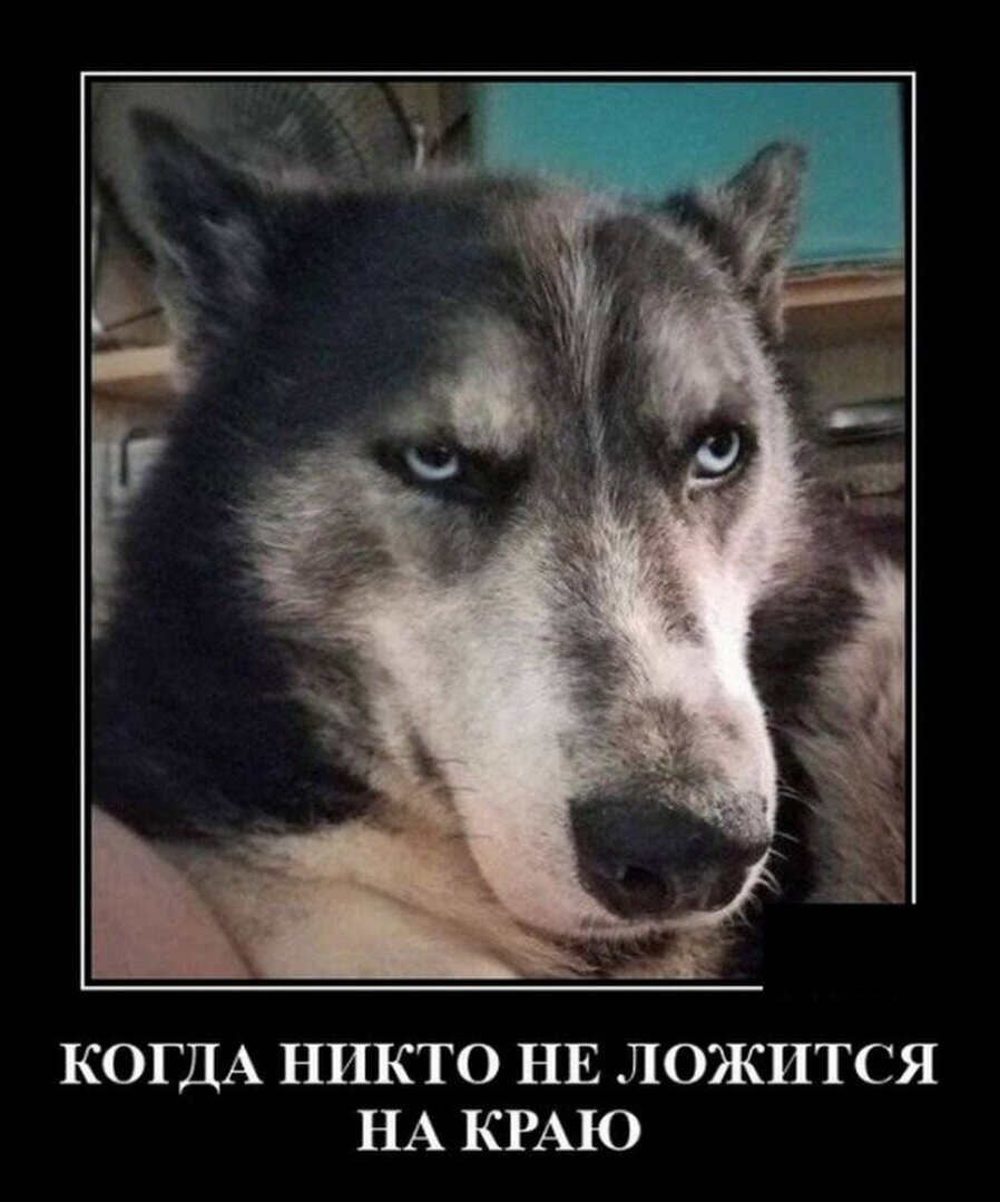 волк.jpg