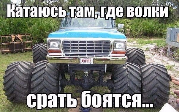 волки.jpg
