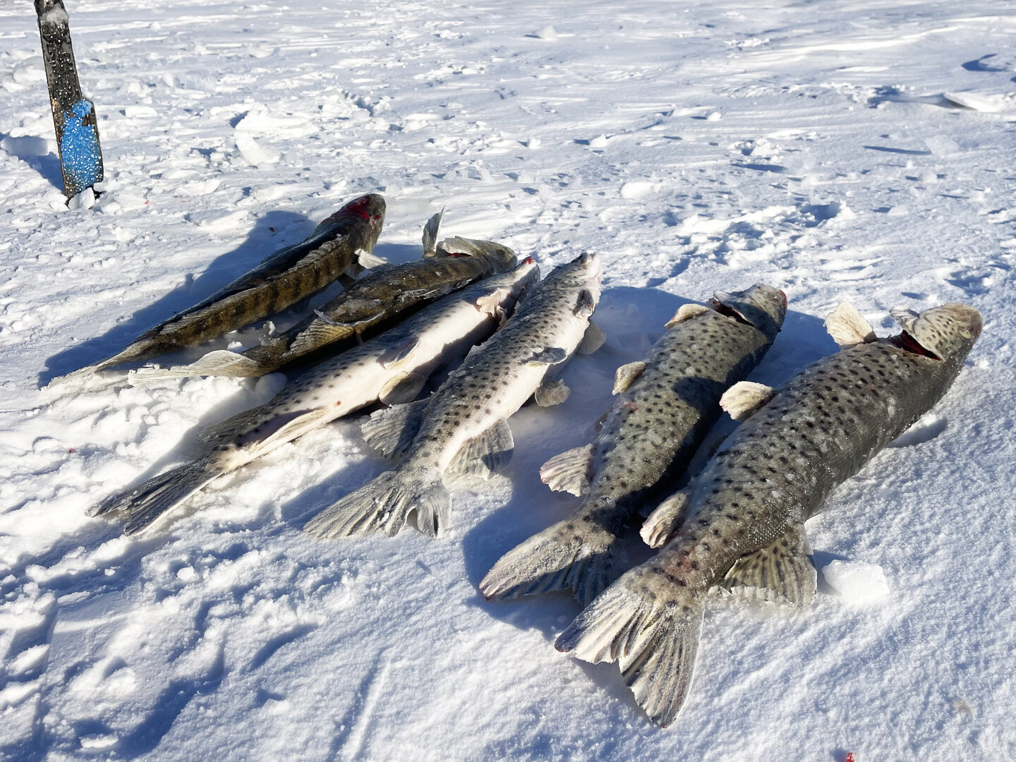 второй день улов.jpg