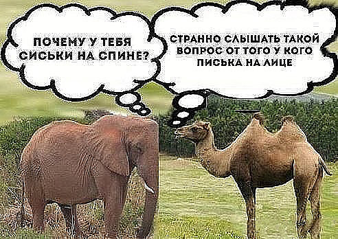 выав.jpg