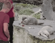 Выдра шулер.gif