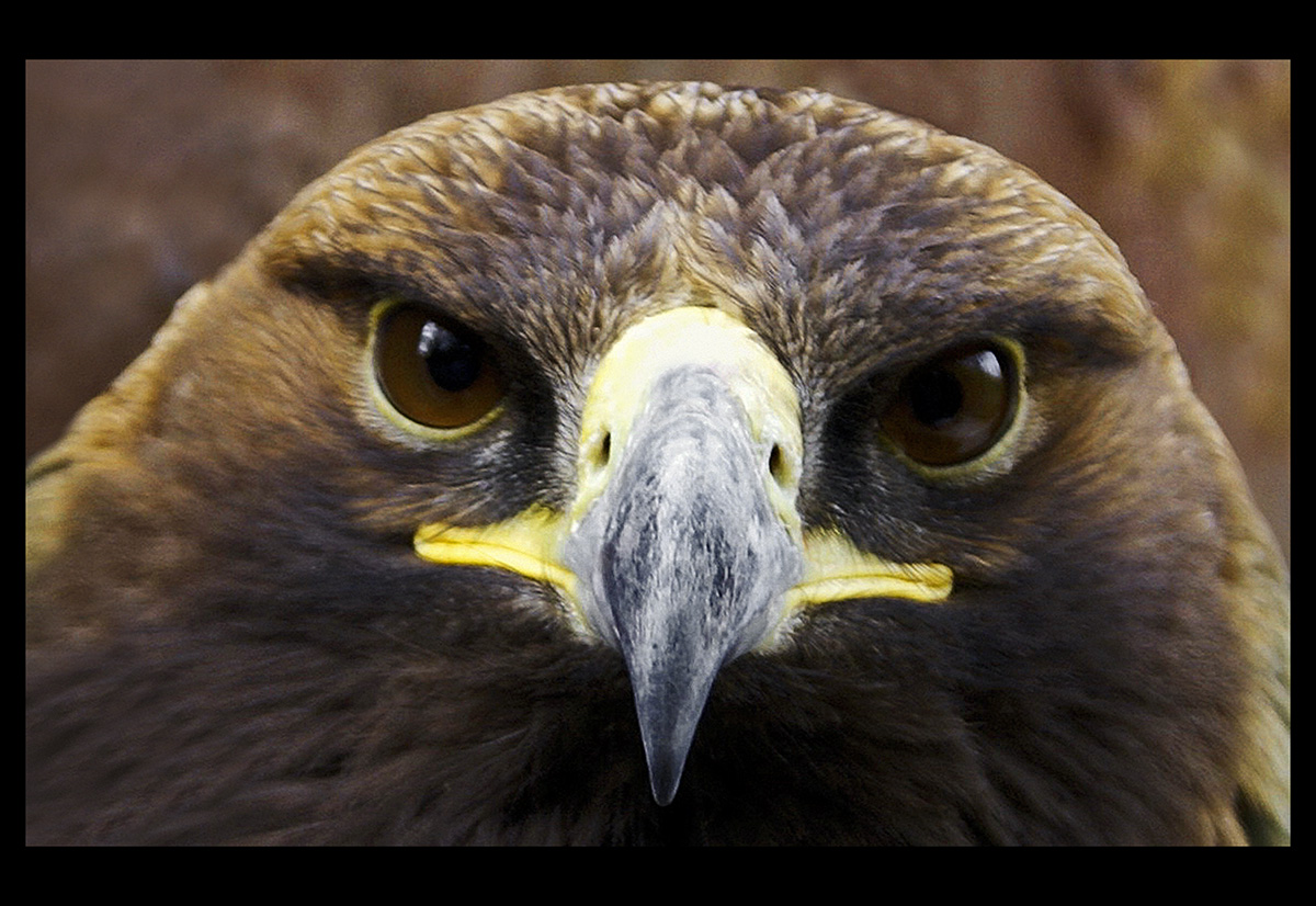 Взгляд Животный мир Минченко Александр.jpg