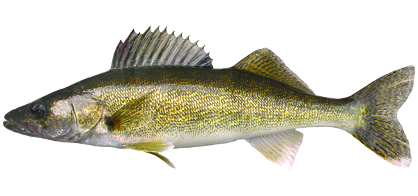 walleye-yellow-600.png