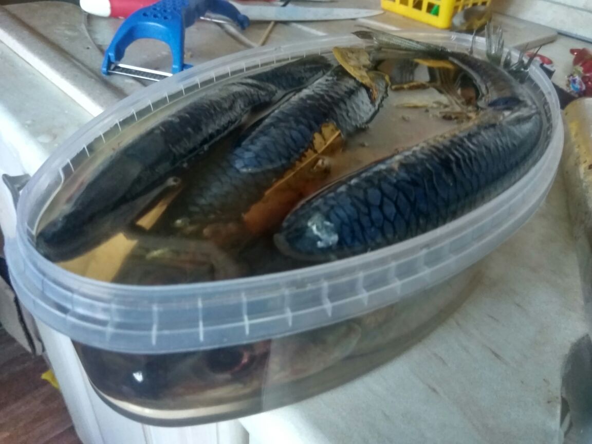 WhatsApp Image 2016-12-24 at 16.44.24.jpeg