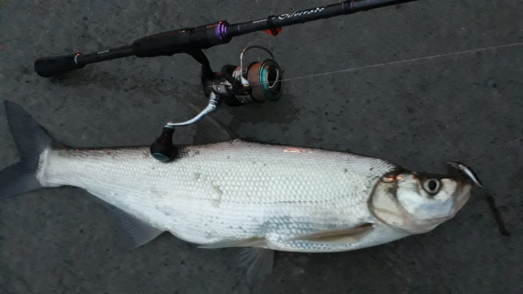 WhatsApp Image 2020-06-25 at 22.44.14.jpeg