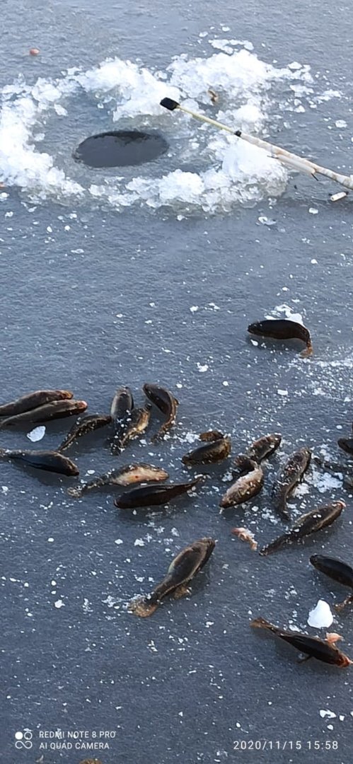 WhatsApp Image 2020-11-16 at 03.42.48.jpeg