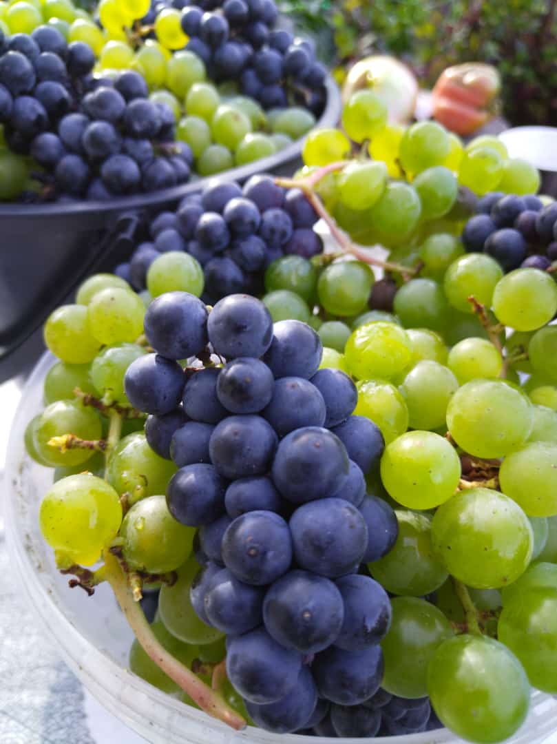 WhatsApp Image 2022-09-04 at 17.11.18.jpeg