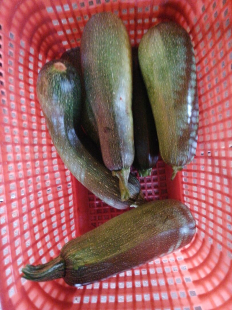 WhatsApp Image 2025-07-02 at 08.08.23.jpeg