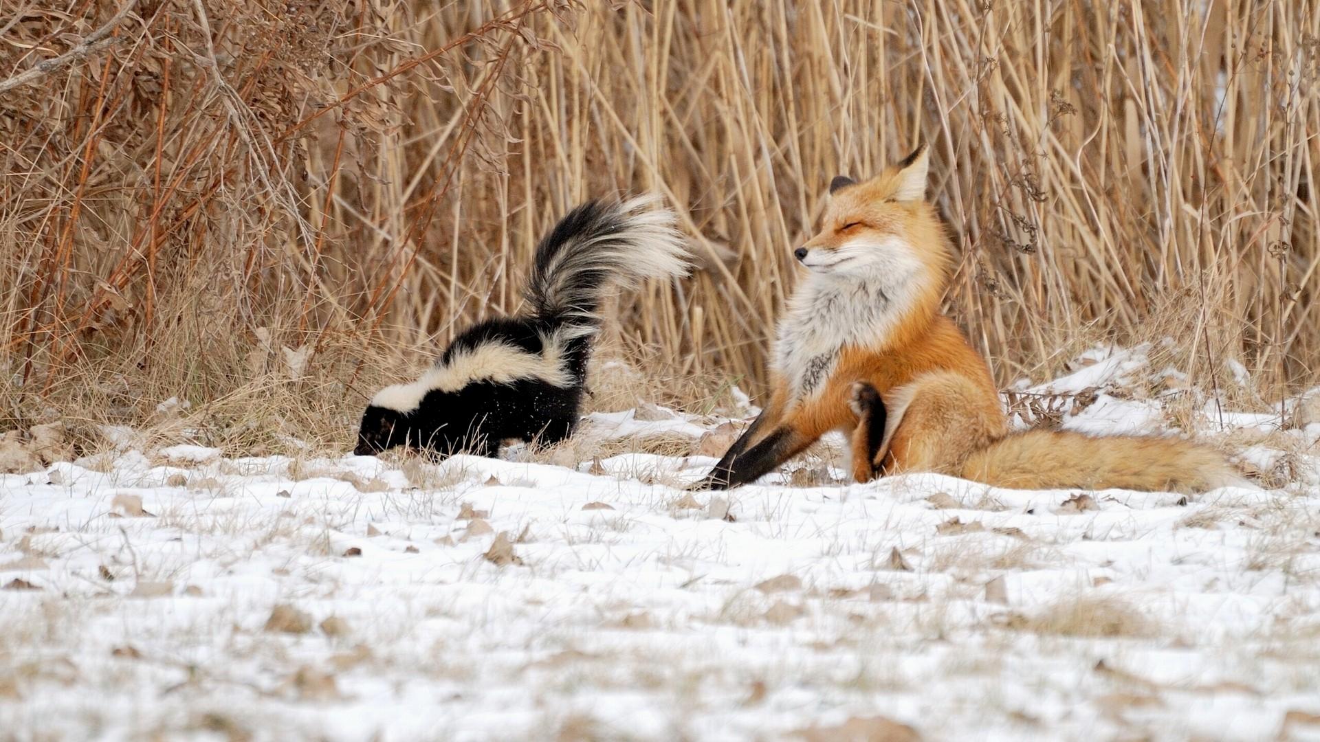 Winter-Wildlife-fox-skunk-reeds-winter-wild-animals-funny-photo-wallpaper-wp68011524.jpg