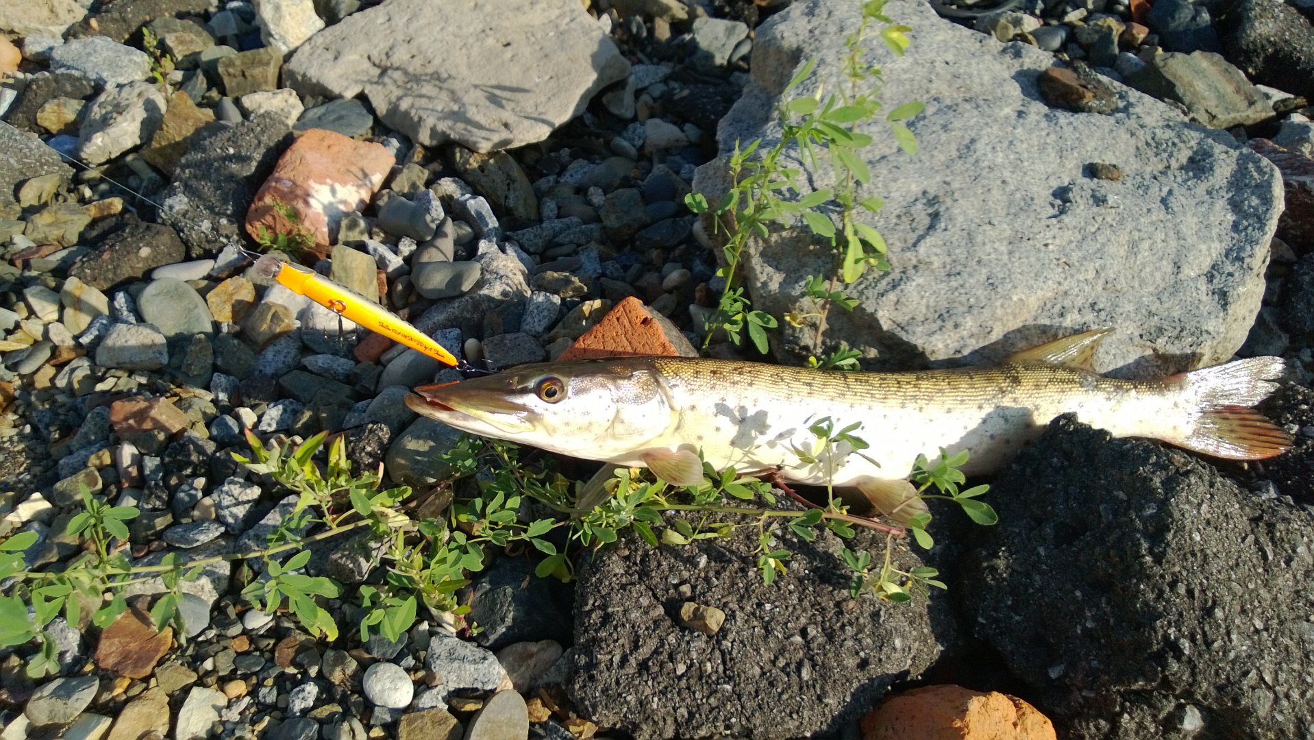 WP_20140805_002.jpg