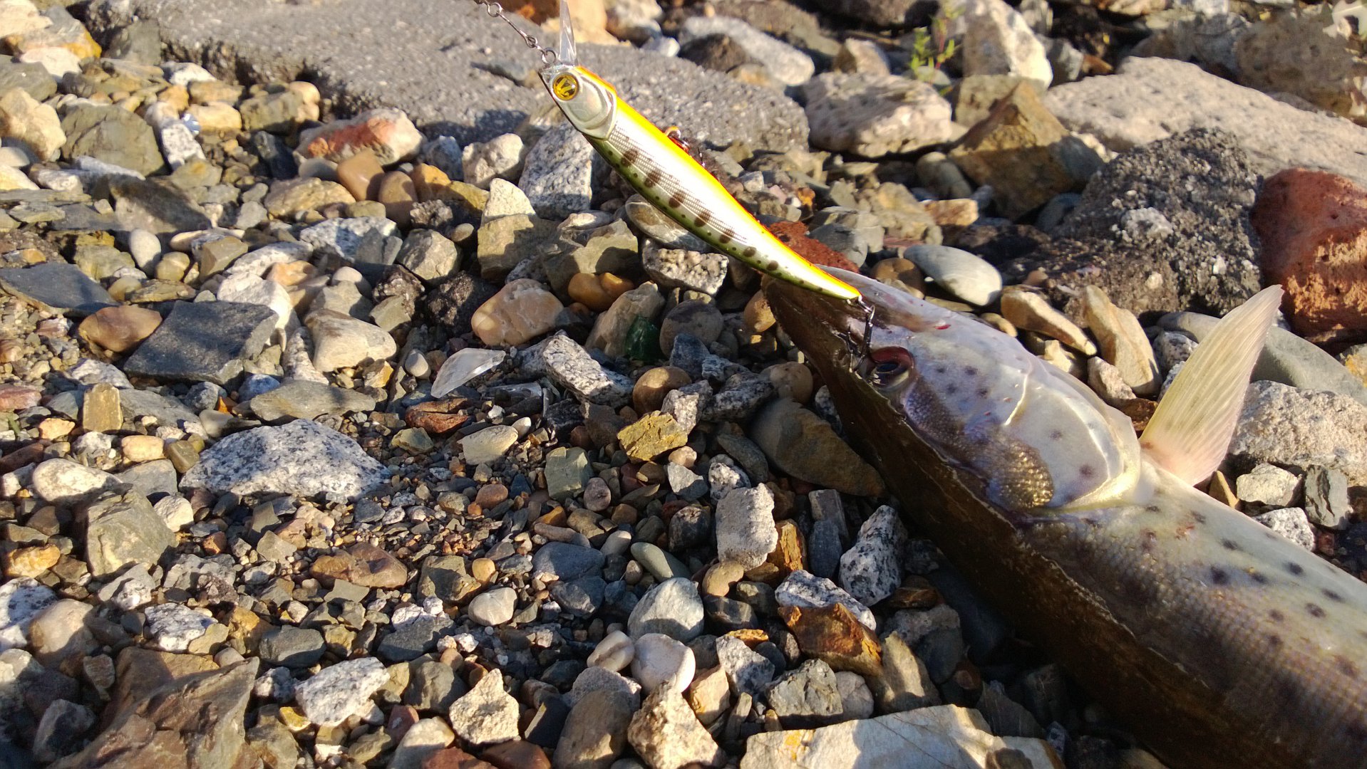 WP_20140805_003.jpg