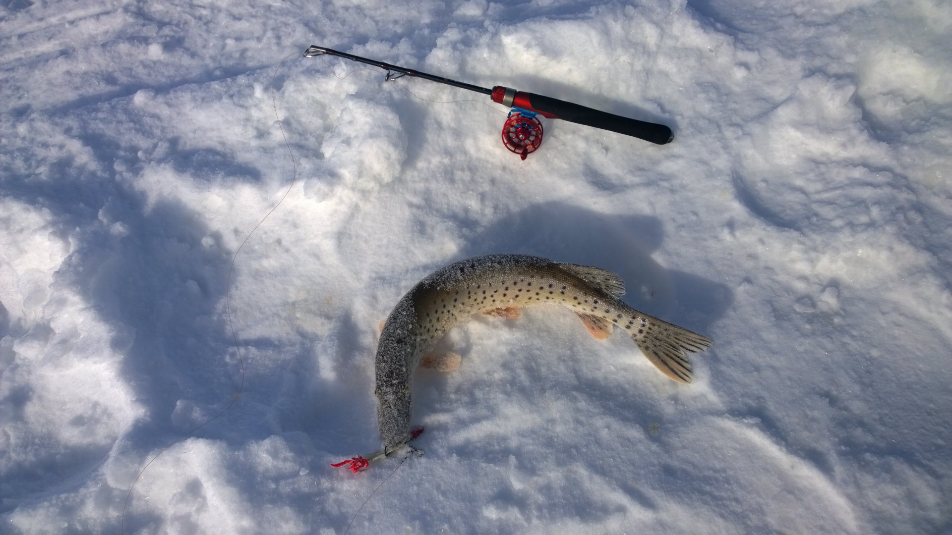 WP_20150219_11_36_20_Pro[1].jpg
