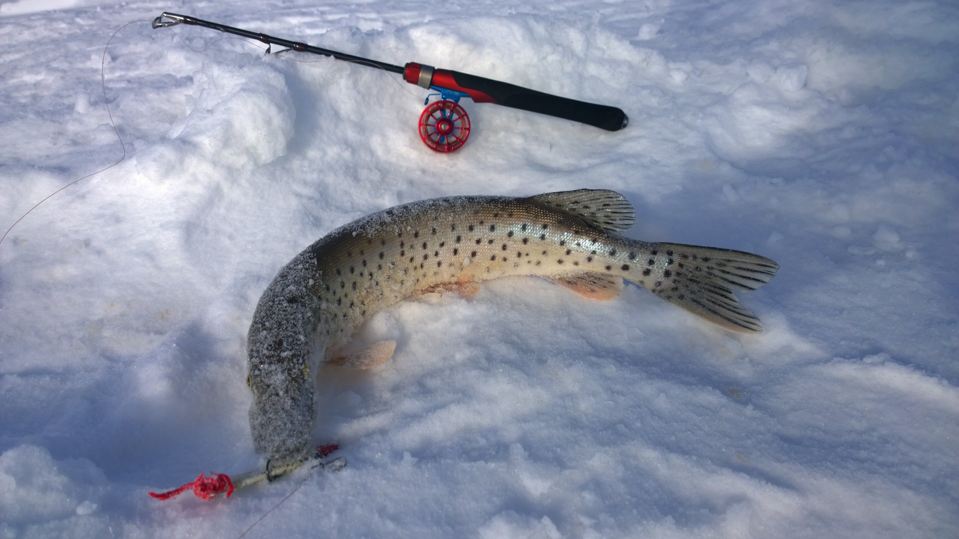 WP_20150219_11_36_33_Pro[1].jpg