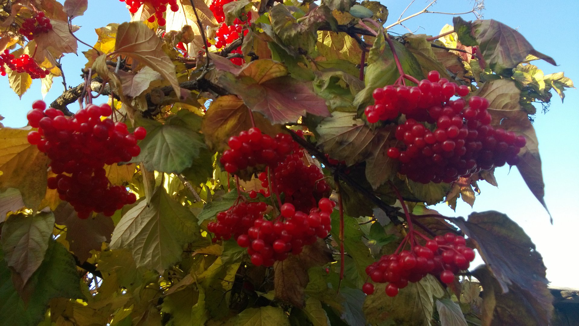 WP_20150930_001.jpg