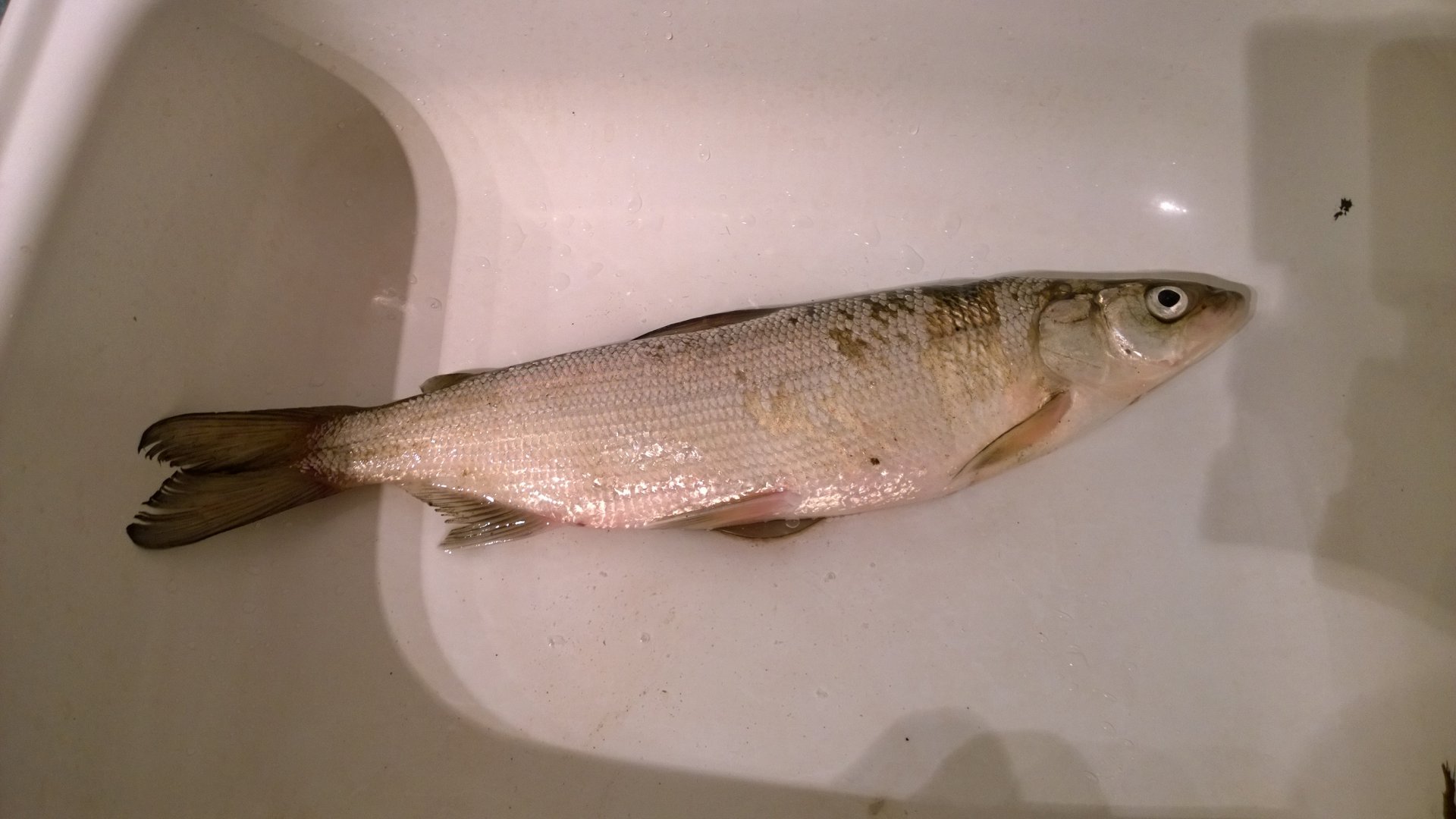 WP_20151031_009.jpg