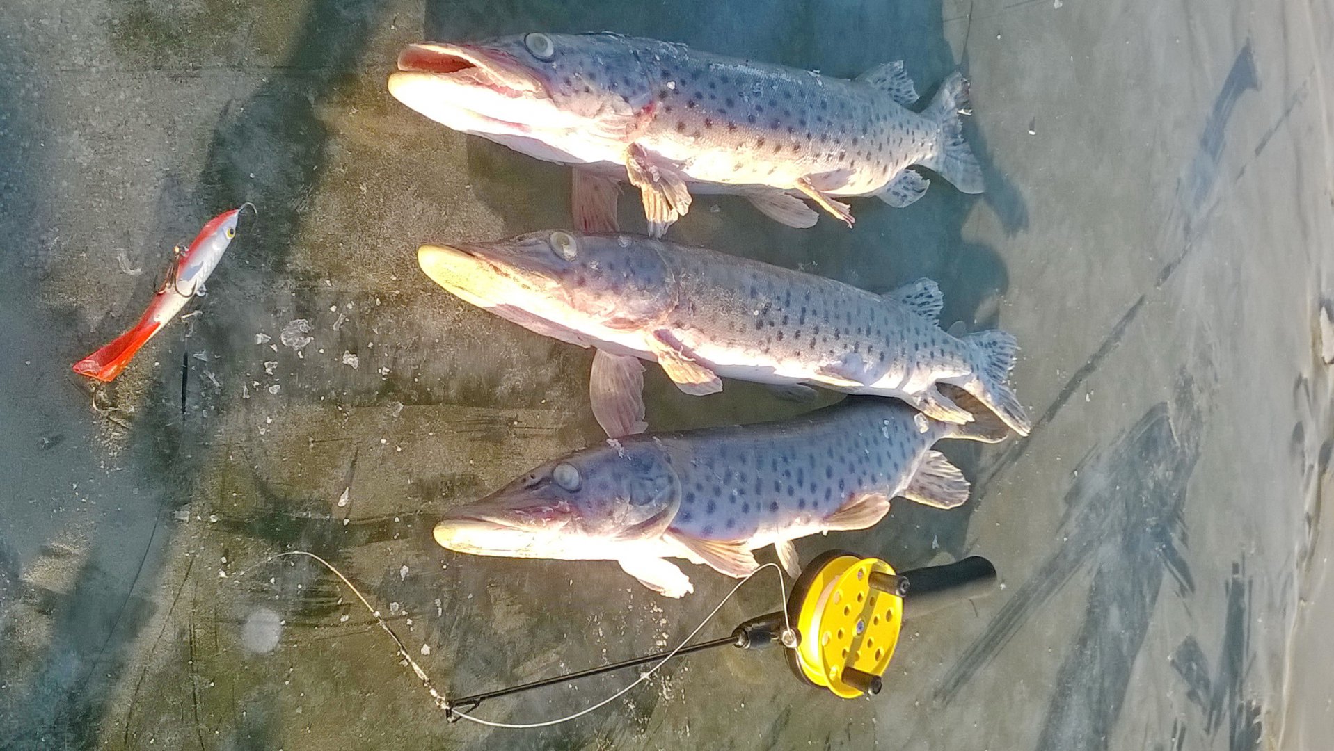 WP_20151122_16_09_14_Pro.jpg