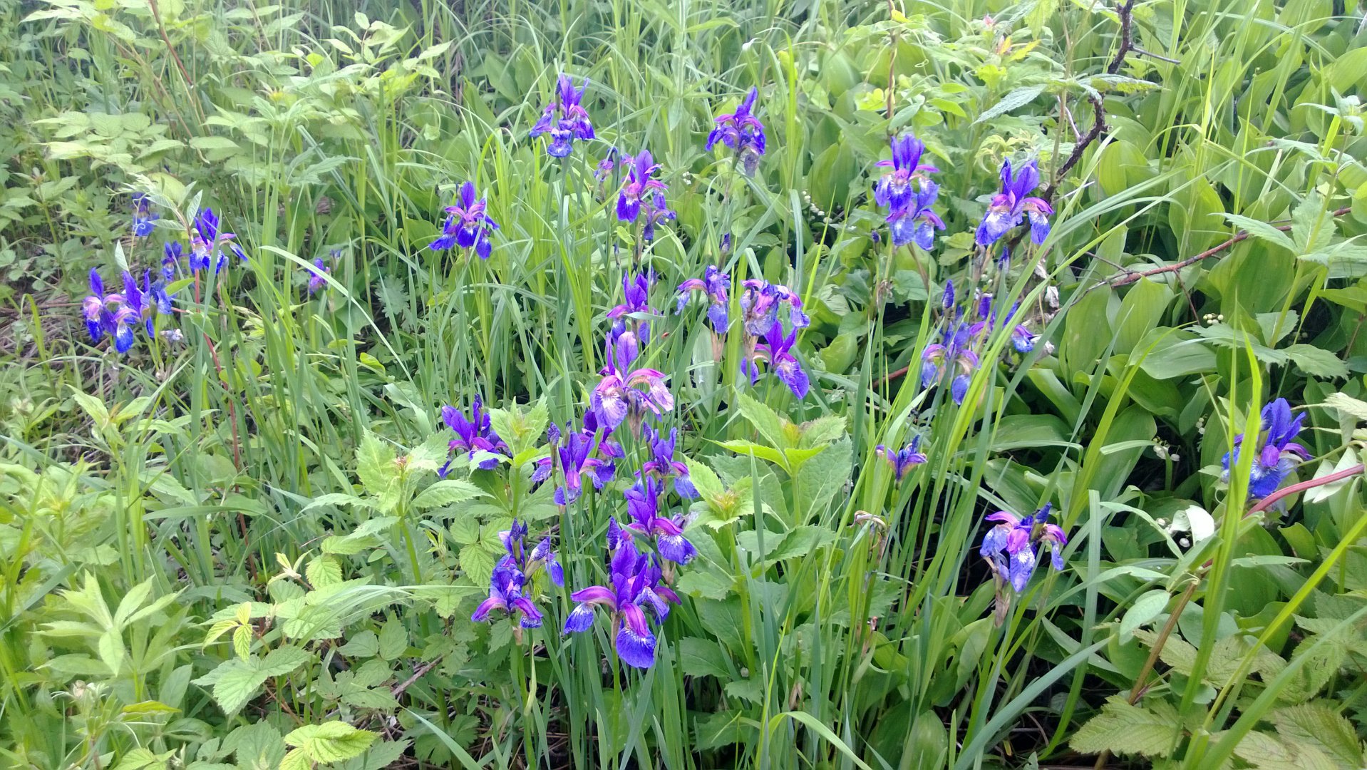 WP_20160613_023.jpg