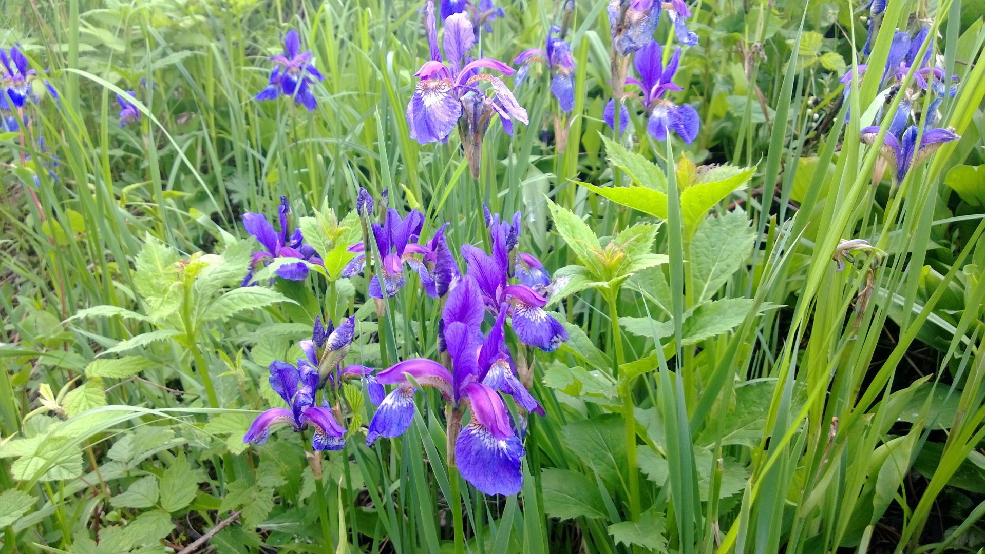 WP_20160613_024.jpg