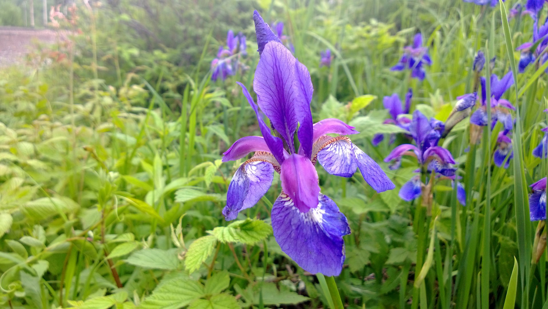 WP_20160613_025.jpg