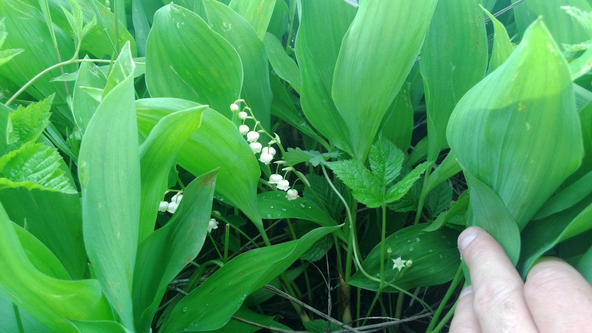 WP_20160613_027.jpg