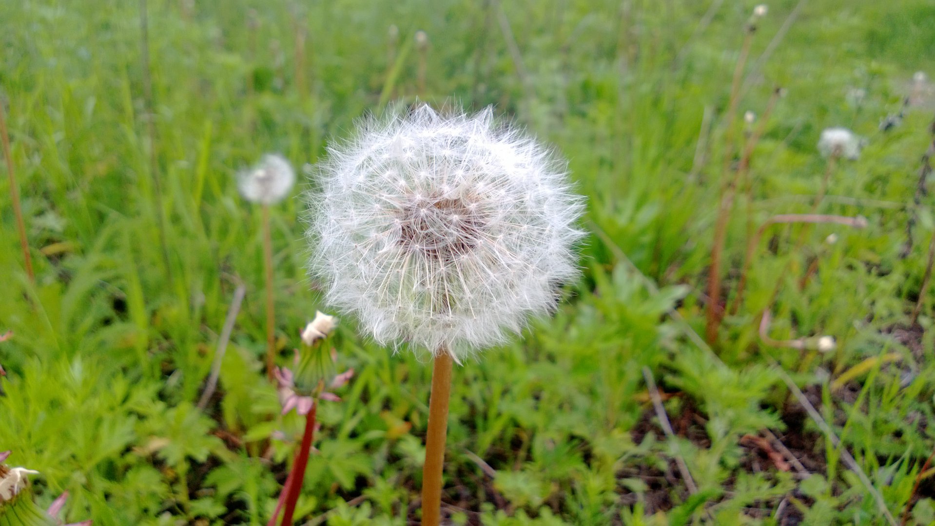 WP_20160613_032.jpg