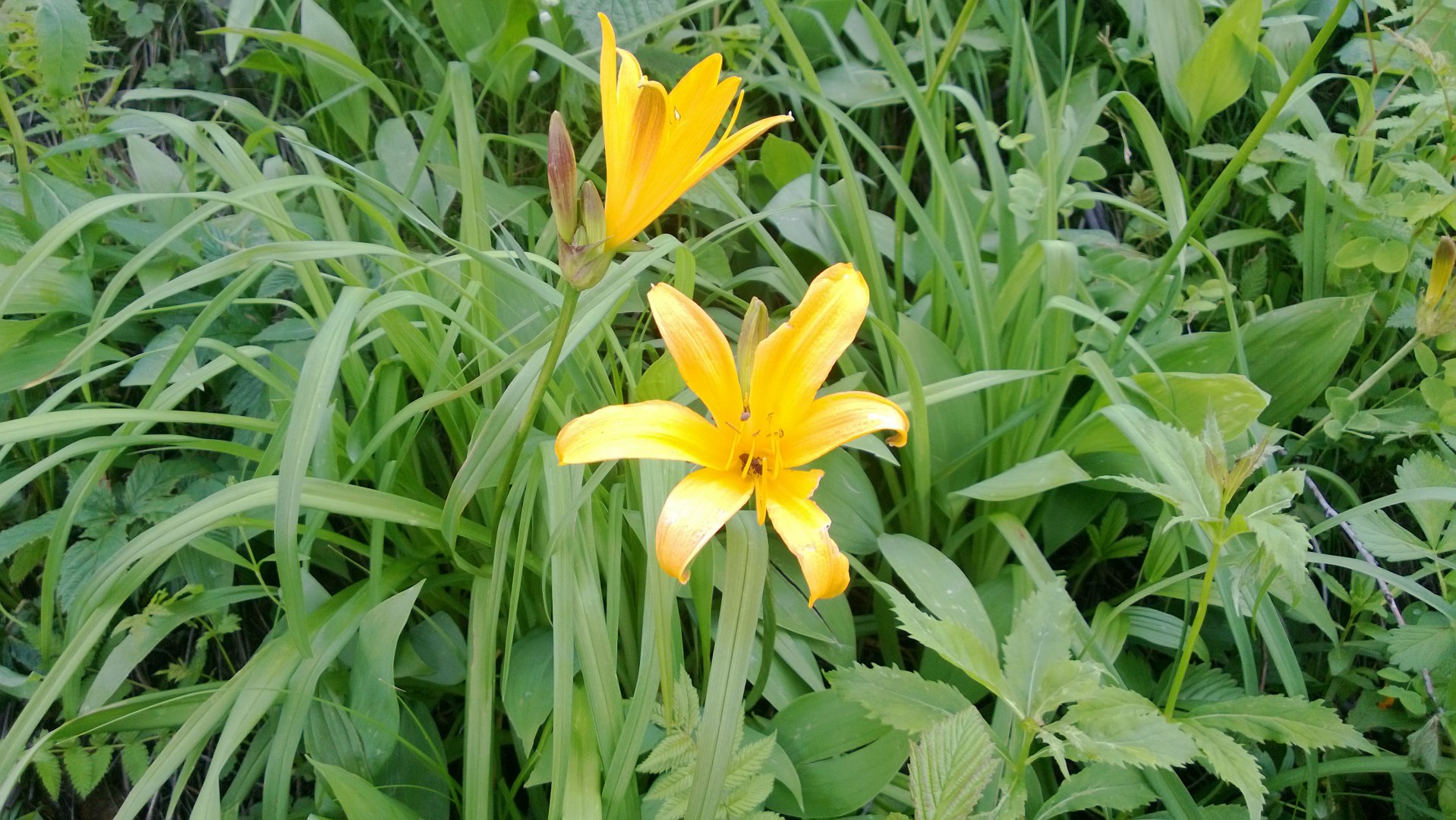 WP_20160613_033.jpg
