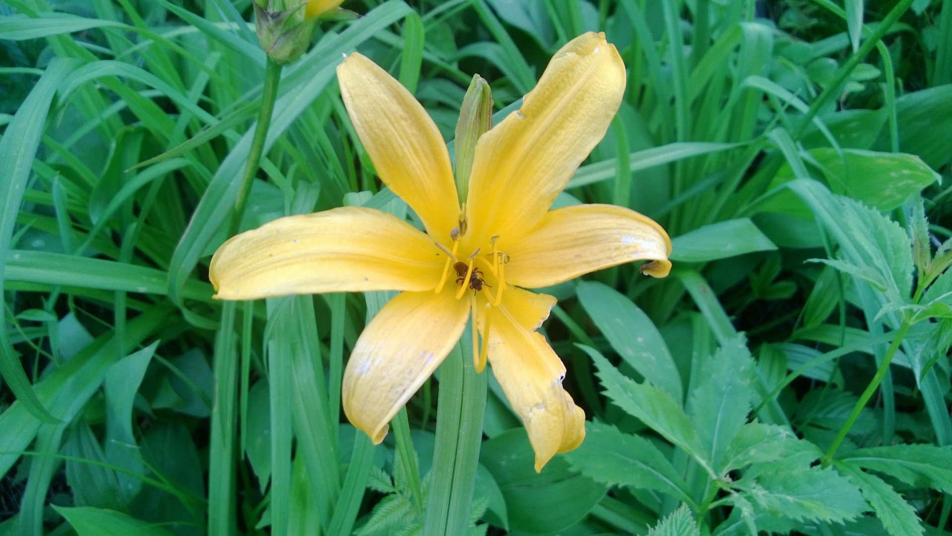 WP_20160613_034.jpg