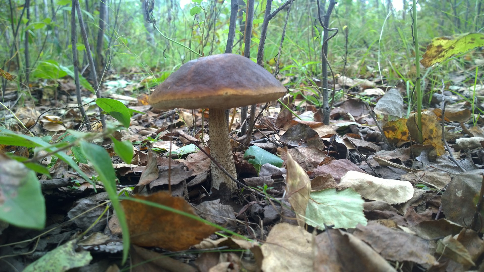 WP_20160829_001.jpg