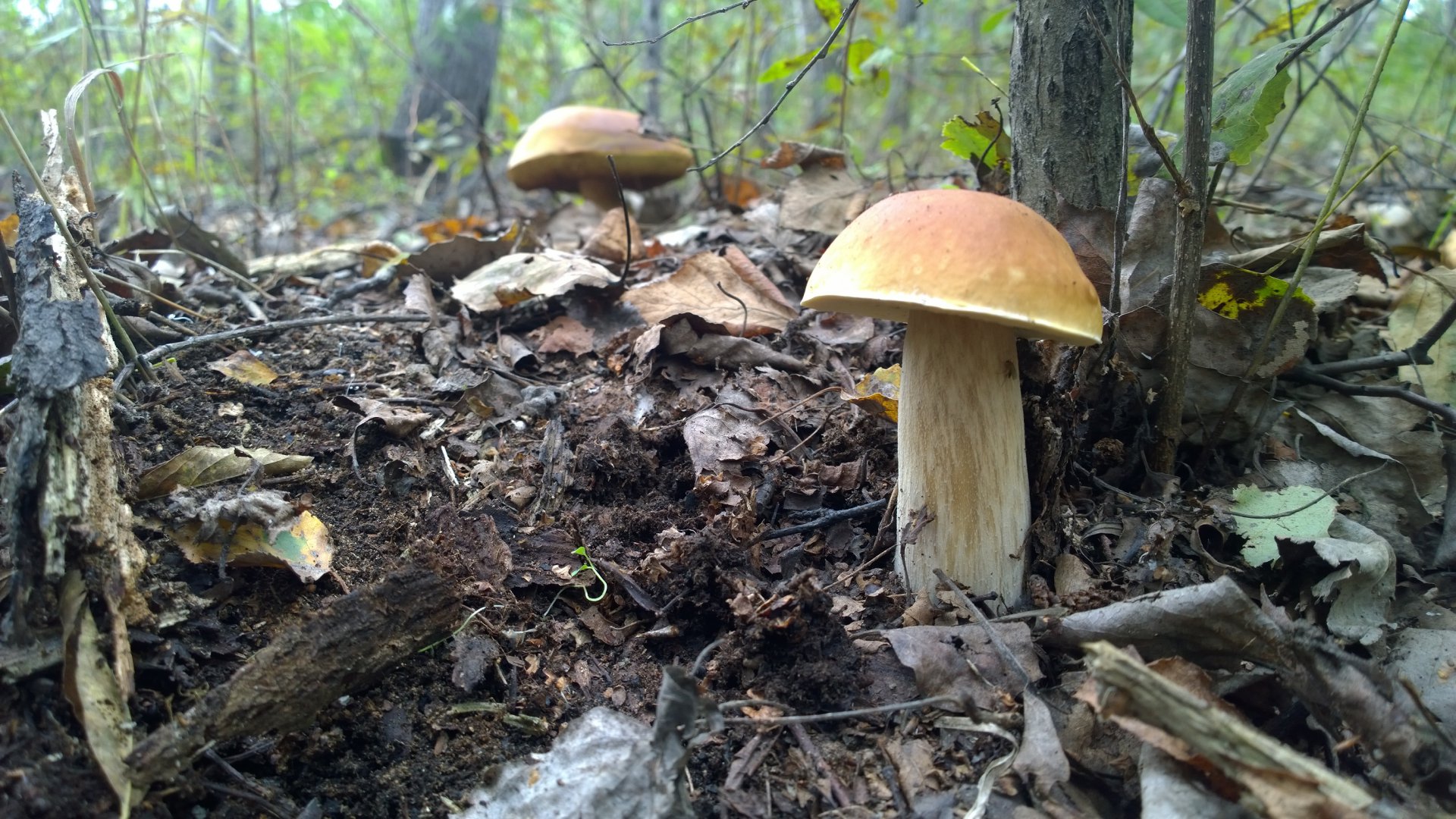 WP_20160829_007.jpg