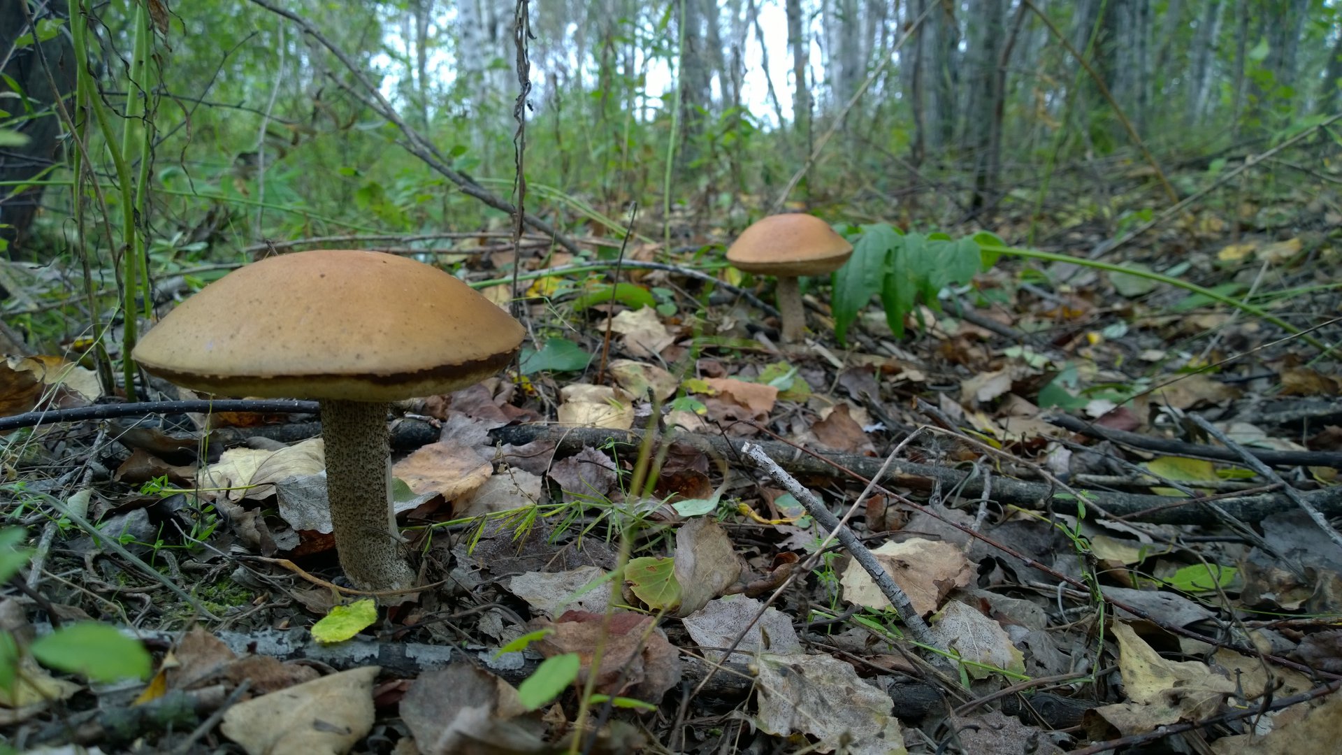 WP_20160829_009.jpg
