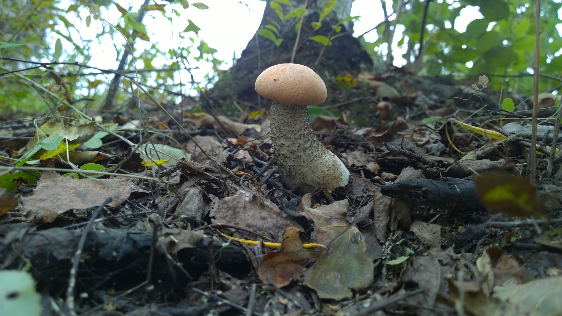 WP_20160829_010.jpg